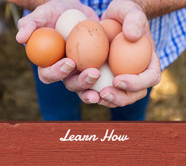 Learn How, Raise chickens for eggs